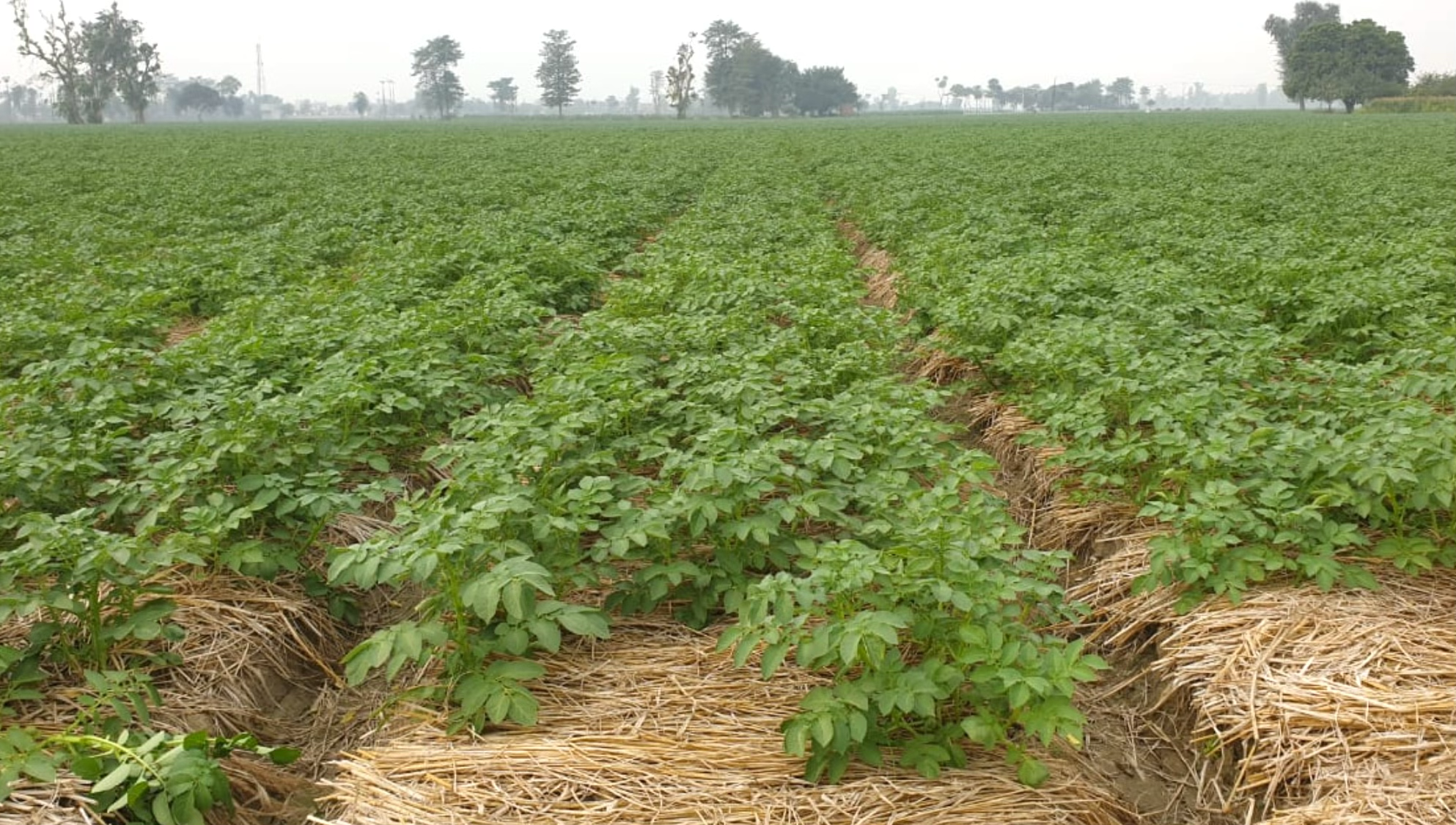Potato grown under PQNK
